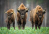 Bison Gores Woman in Yellowstone National Park