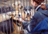 CA Shelter Bans Pet Adoptions For Gun Rights Supporters