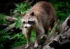 Mother Heroically Saves Daughter From RABID Raccoon