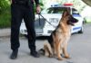 Multiple Police Dogs Die Due to Incompetence