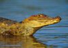 Man Eaten By Crocodile In Costa Rica