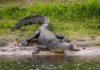 Girl Scouts Almost Become Victims Of Alligator Attack