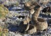 Woman Hospitalized After Rattlesnake Bite At Zoo