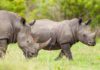 On Super Bowl Sunday, a baby rhino of the threatened species was born