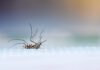 Millions of anti-dengue mosquitoes are slated to be released by Brazil!
