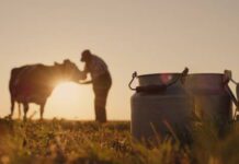 A second American gets bird flu from dairy cows